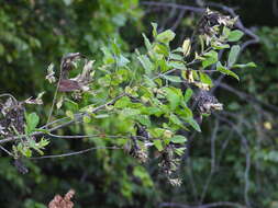 Image of Honeysuckle witches' broom aphid