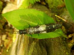 Слика од Nigronia fasciata (Walker 1853)