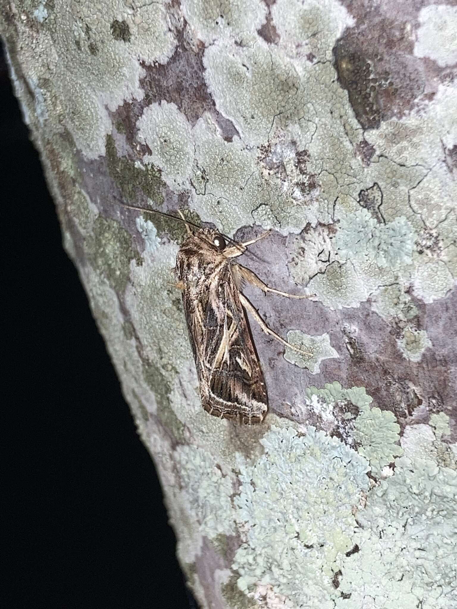 Image of Caribbean Armyworm Moth