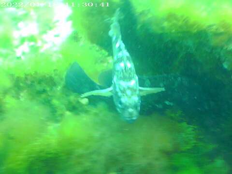 Image of Blackbelly rosefish