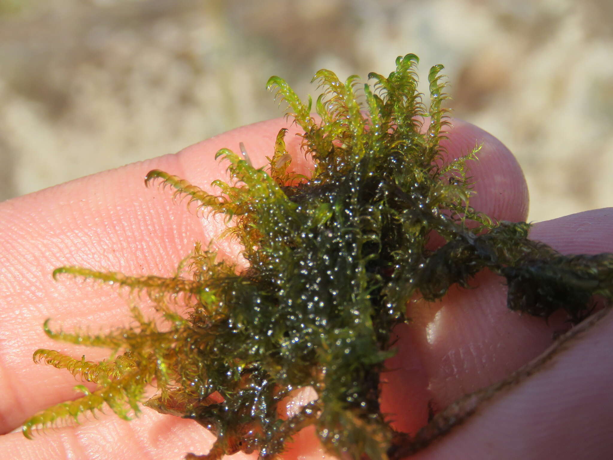 Image of Scorpidium cossonii Hedenäs 1989