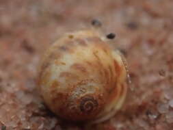 Image of spotted moonsnail