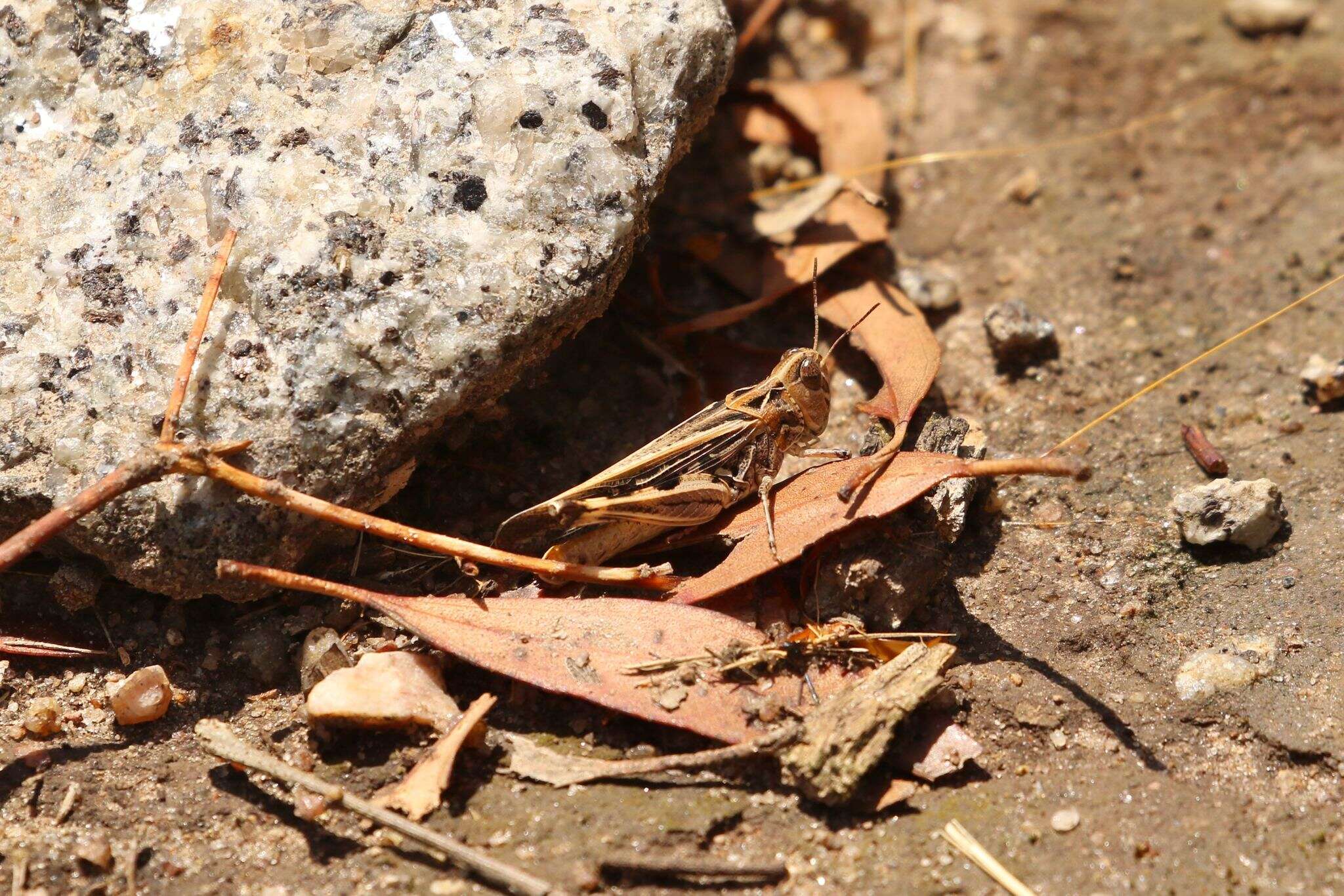 Image de Austroicetes vulgaris (Sjöstedt 1932)