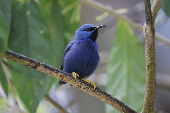 Imagem de Cyanerpes lucidus (Sclater, PL & Salvin 1859)