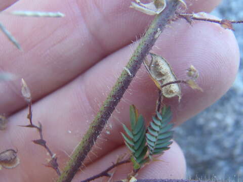 Image of hairy jointvetch