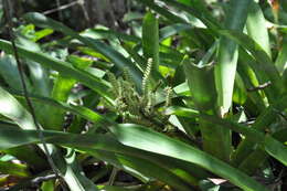 Aechmea lingulata var. patentissima (Mart. ex Schult. & Schult. fil.) L. B. Sm.的圖片