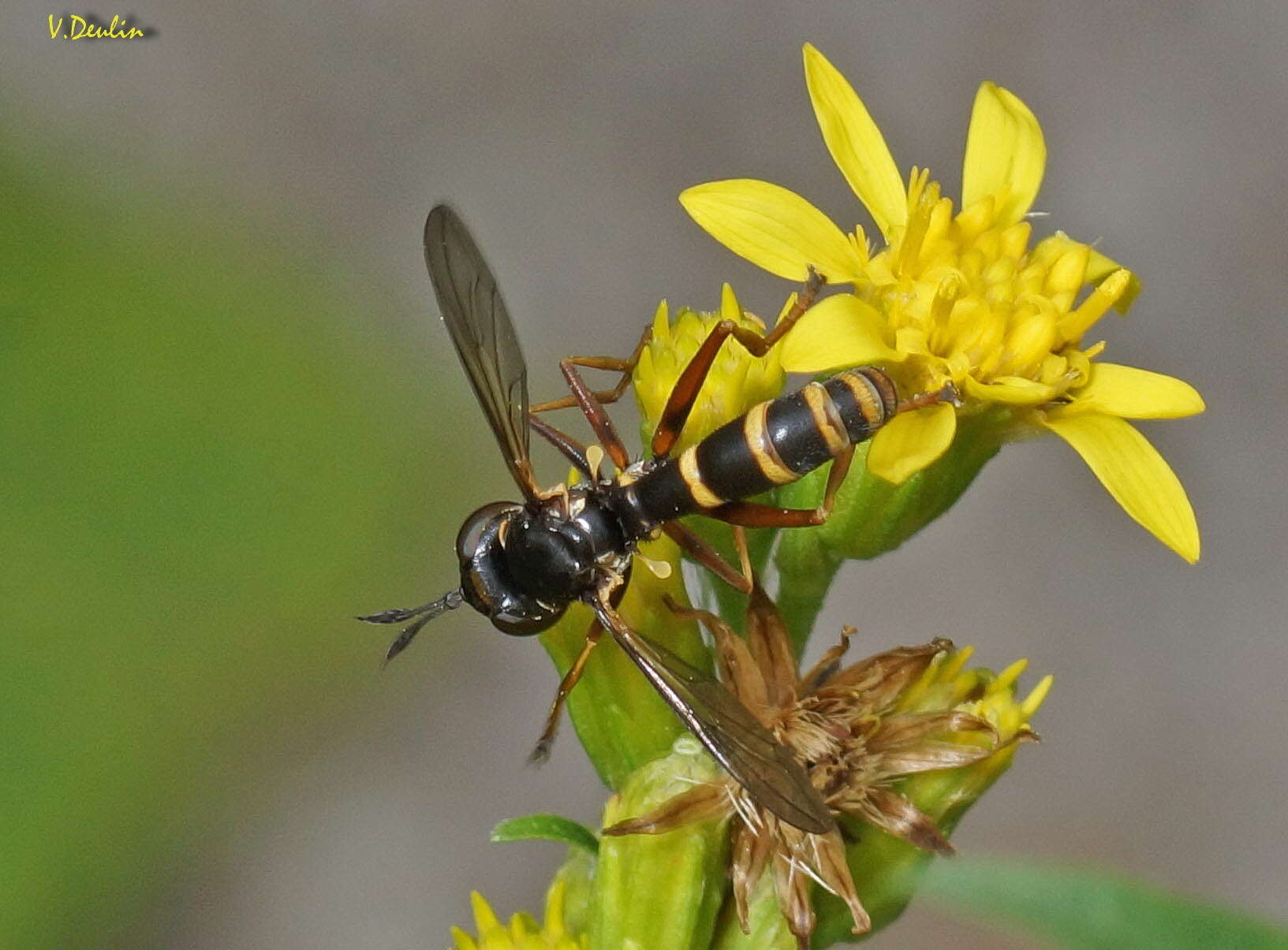 Image de Conops quadrifasciatus De Geer 1776