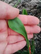 Afrolimon purpuratum (L.) I. A. Lincz. resmi