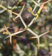 Image of Grevillea dielsiana C. A. Gardner