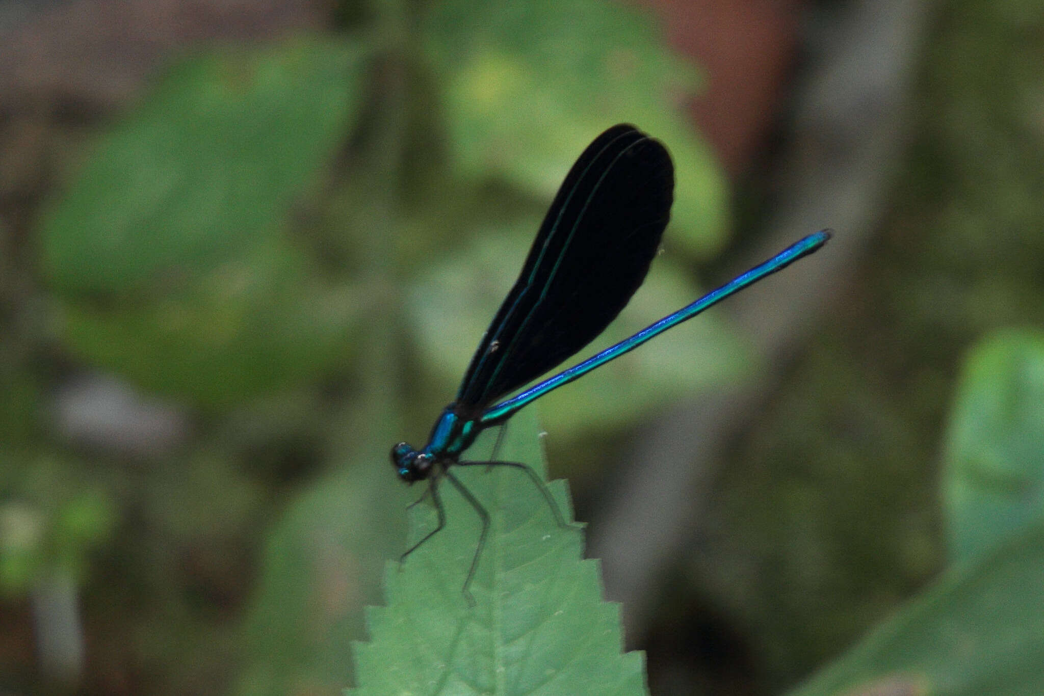 Image of Ebony Jewelwing