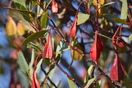 Imagem de Eucalyptus forrestiana Diels