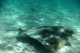 Image of Australian Eagle Ray