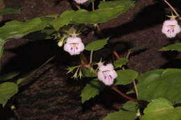 Image of Achimenes fimbriata Rose ex C. V. Morton