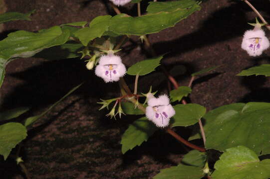 Imagem de Achimenes fimbriata Rose ex C. V. Morton