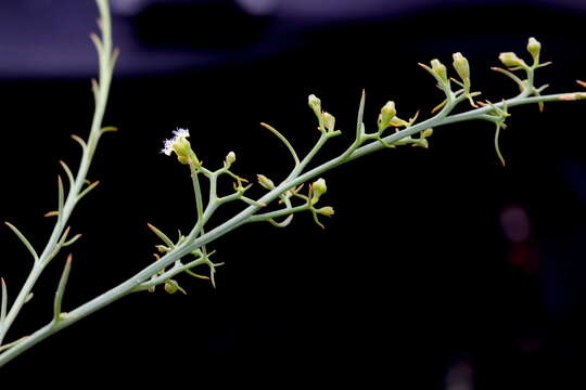 Image of Thesium procerum N. E. Br.