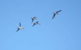 Image of Yellow-billed Pintail