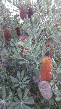 Image of Banksia media R. Br.