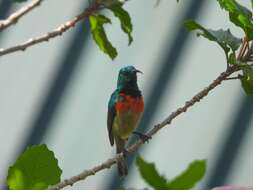 Image of Eastern Double-collared Sunbird