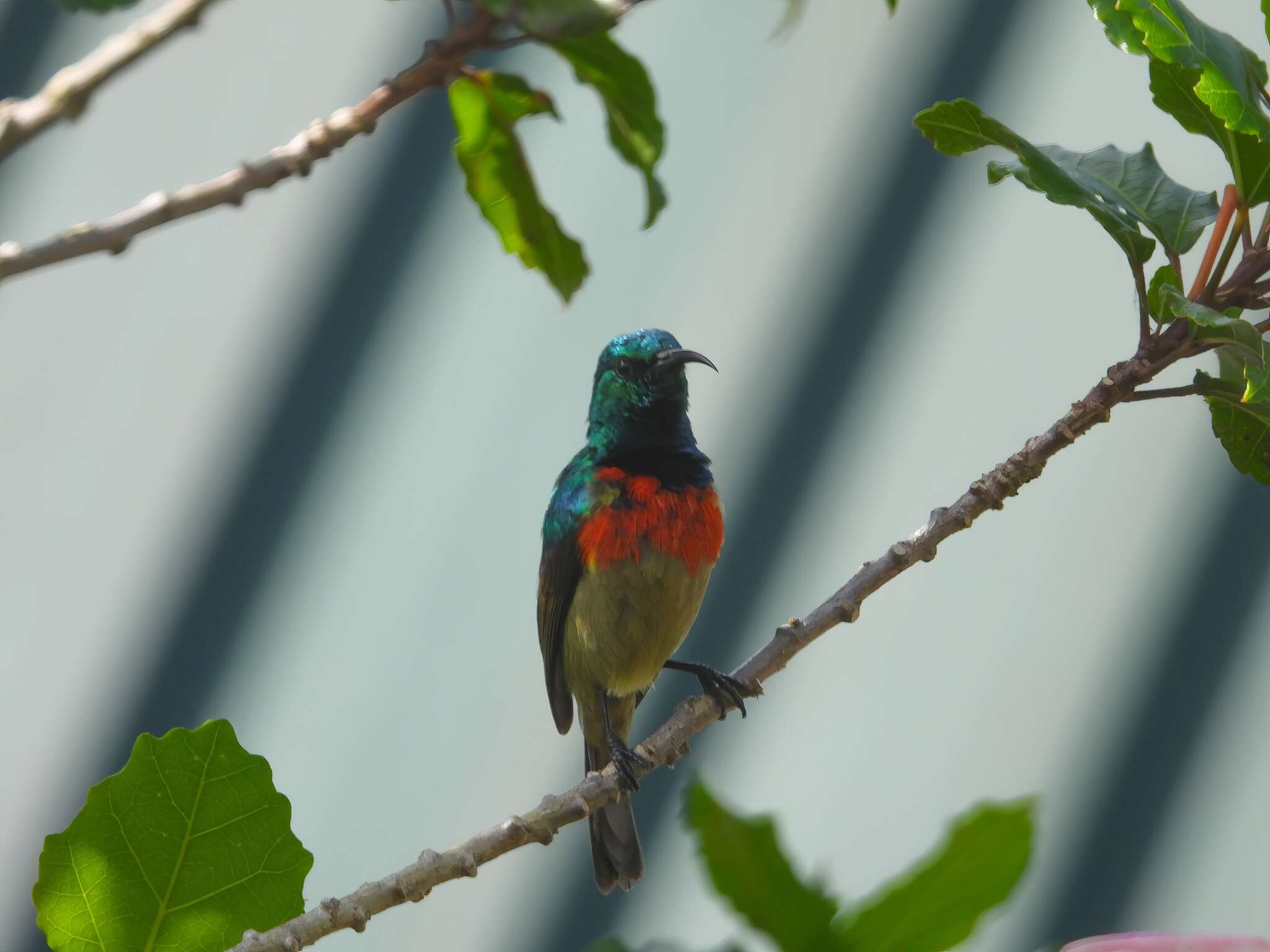 Image of Eastern Double-collared Sunbird