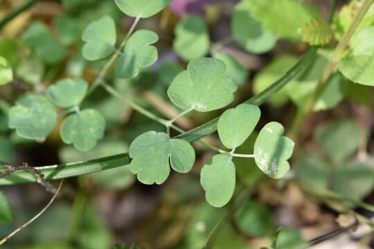 Слика од Thalictrum texanum (A. Gray) Small