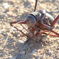 Image of Long-legged Armoured Katydid