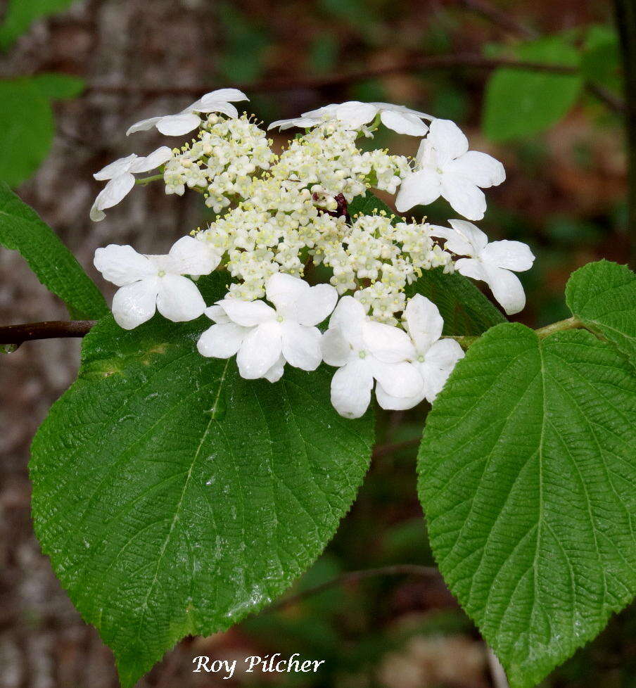 Image of hobblebush