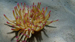 Image of Golden anemone