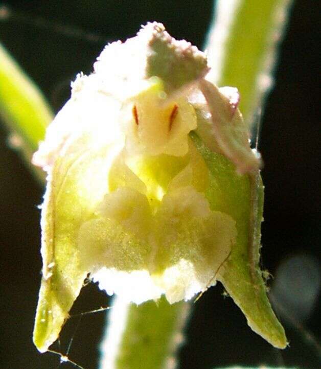 Image of Small-leaved Helleborine