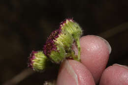 Image of Erigeron apiculatus Benth.