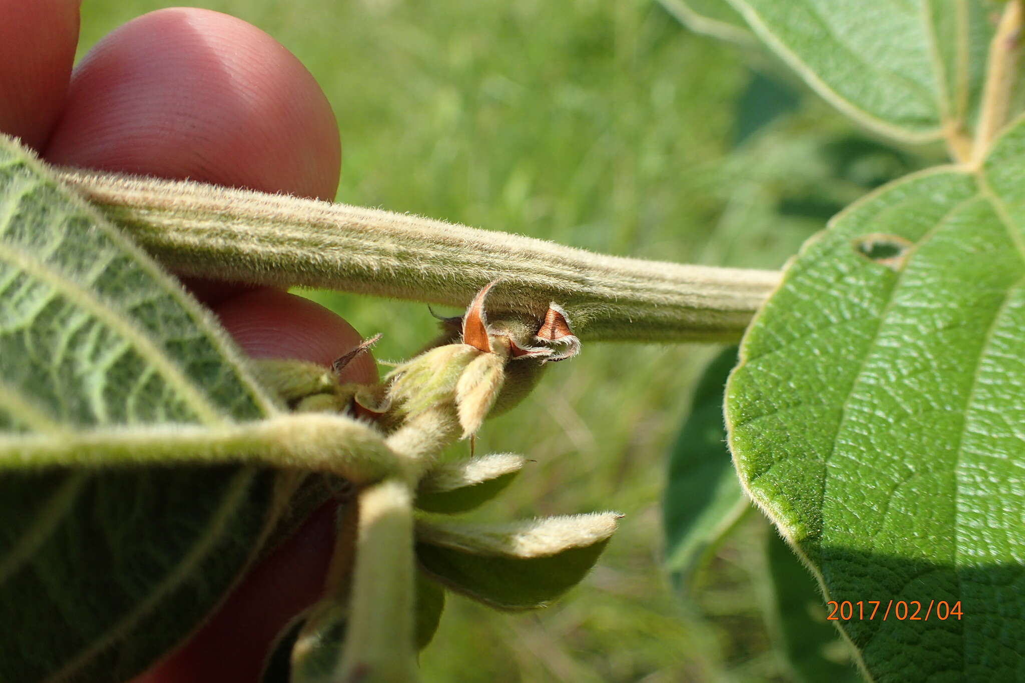 Image of Bug catcher