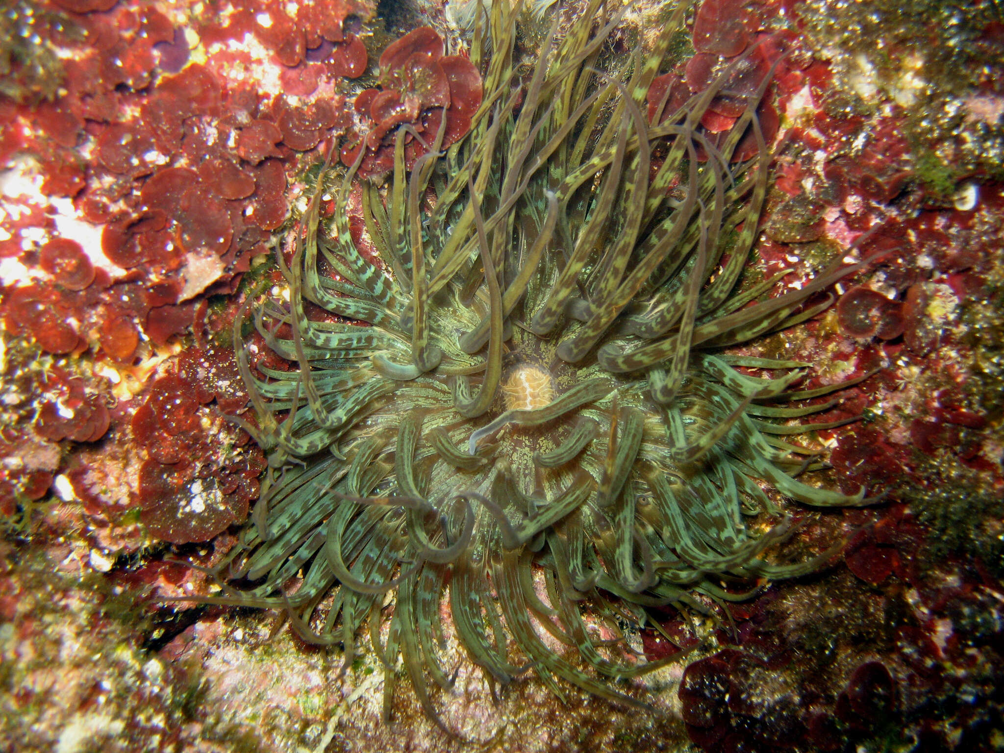 Image of glassrose anemone