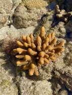 Imagem de Acropora spathulata (Brook 1891)