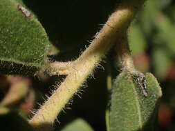 Sivun Arctostaphylos virgata Eastw. kuva