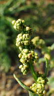 Image of Rocky Mountain goosefoot