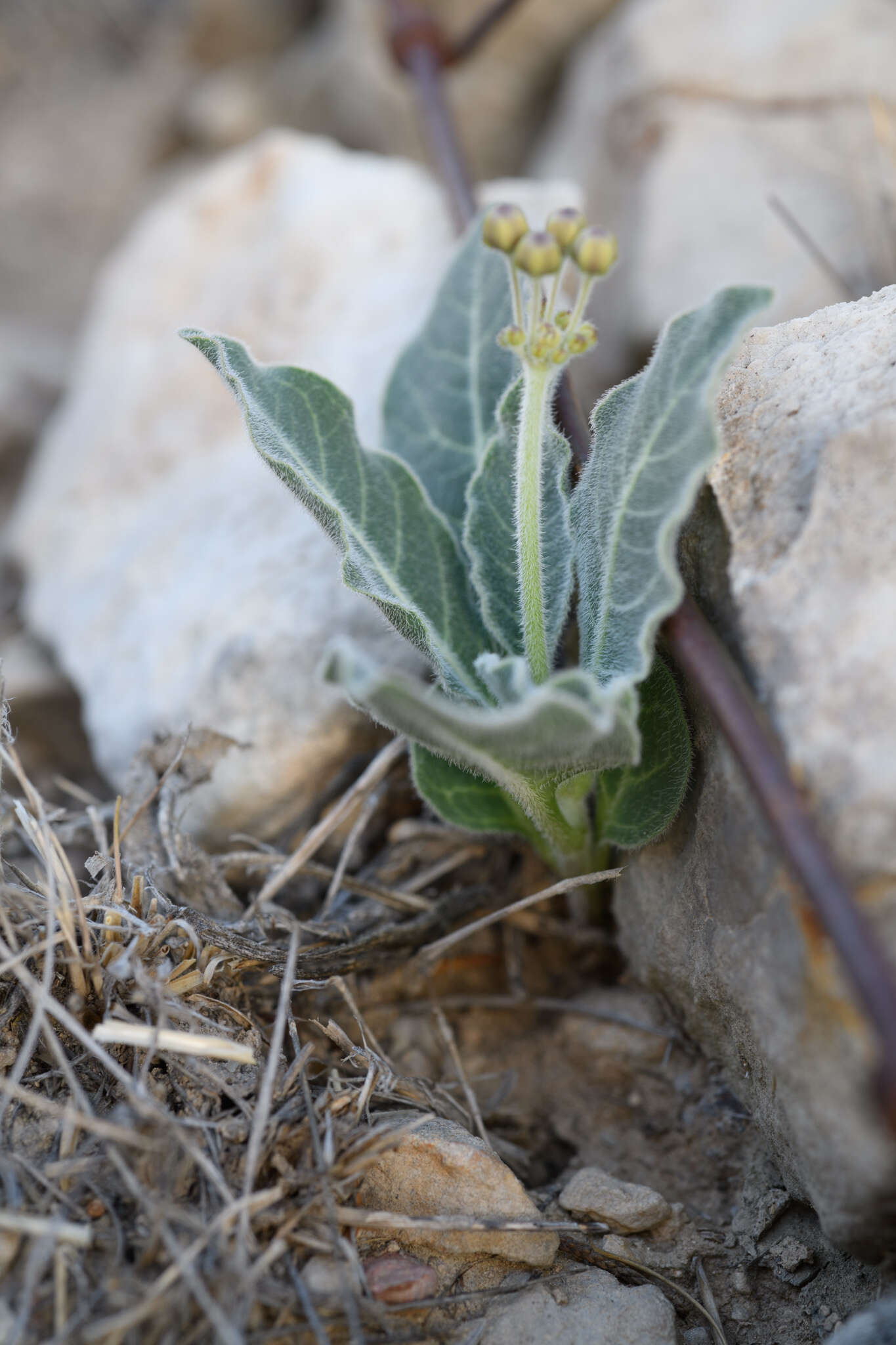 Imagem de Asclepias scaposa Vail