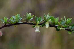 Слика од Escallonia myrtilloides L. fil.