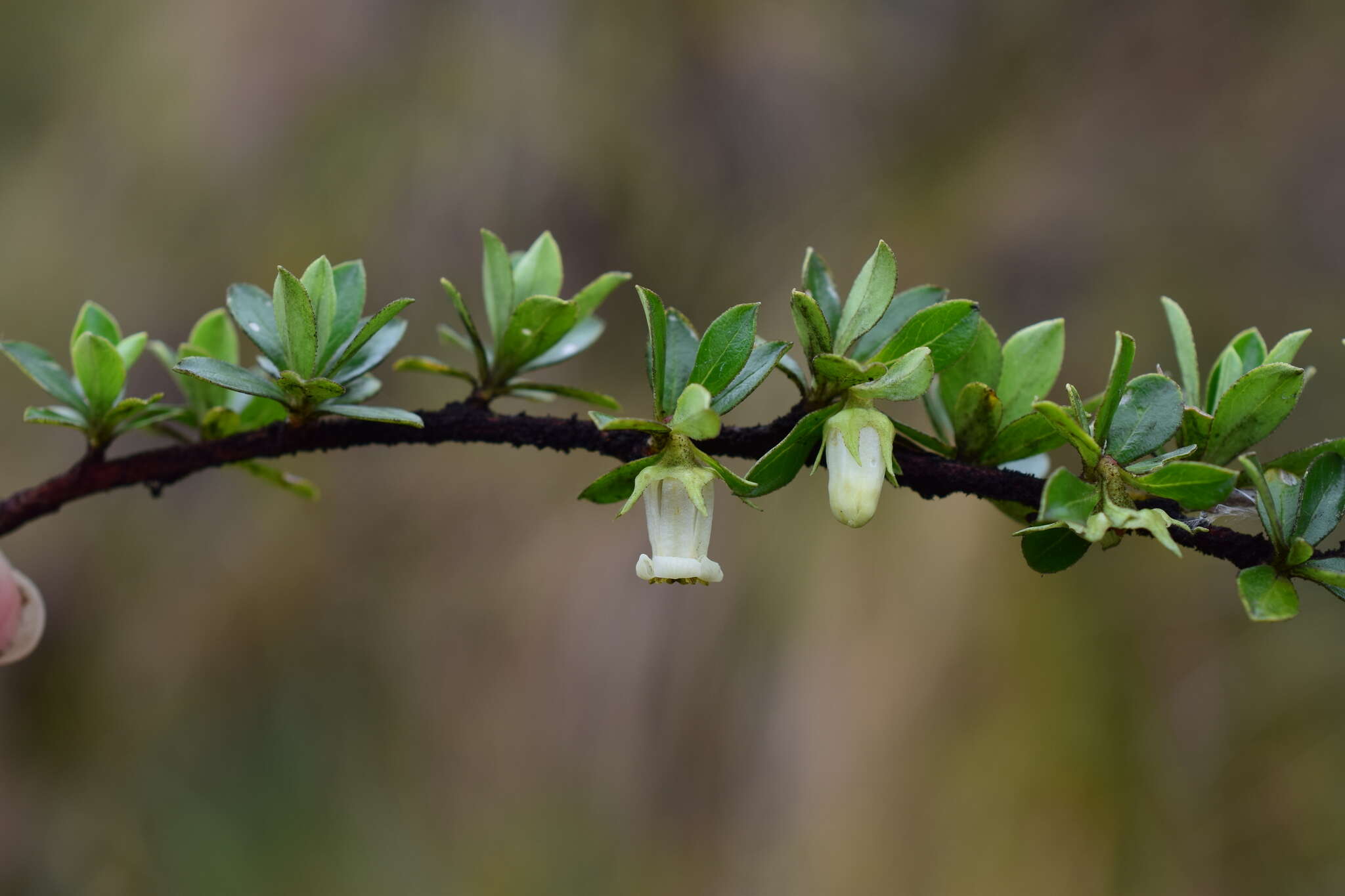 Слика од Escallonia myrtilloides L. fil.