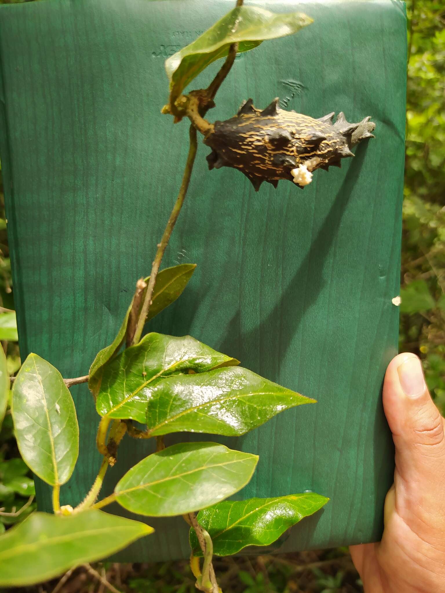 Image of Matelea campechiana (Standl.) R. E. Woodson