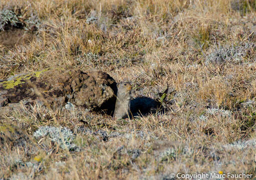 Image of Sloggett's Vlei Rat