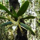 Image de Angraecum dryadum Schltr.