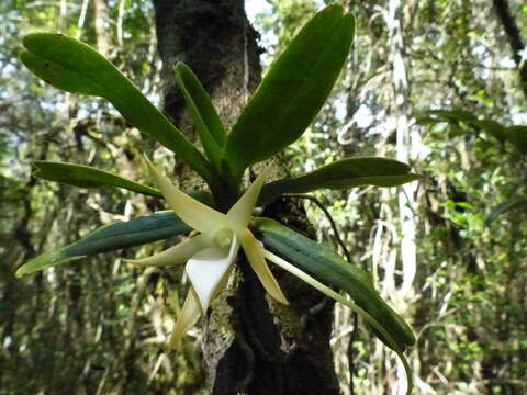 Image de Angraecum dryadum Schltr.