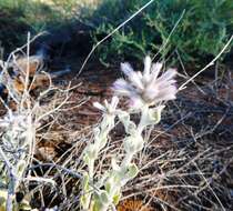 Ptilotus sessilifolius (Lindley) G. Benl的圖片