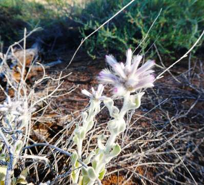 Ptilotus sessilifolius (Lindley) G. Benl的圖片