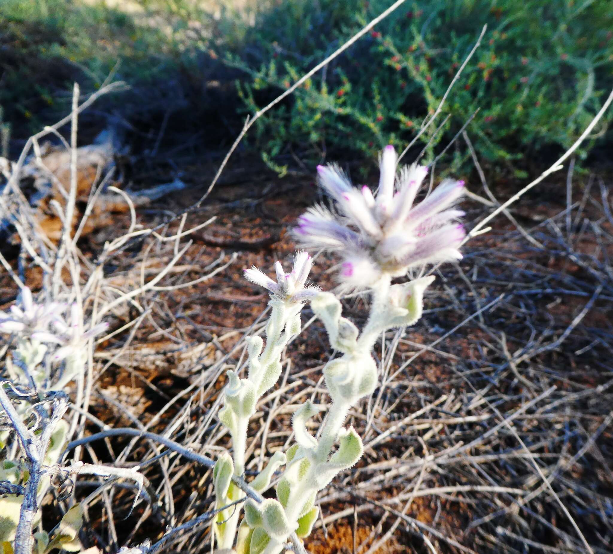 Ptilotus sessilifolius (Lindley) G. Benl的圖片