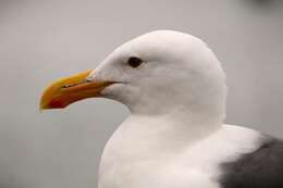 Image of Larus occidentalis occidentalis Audubon 1839