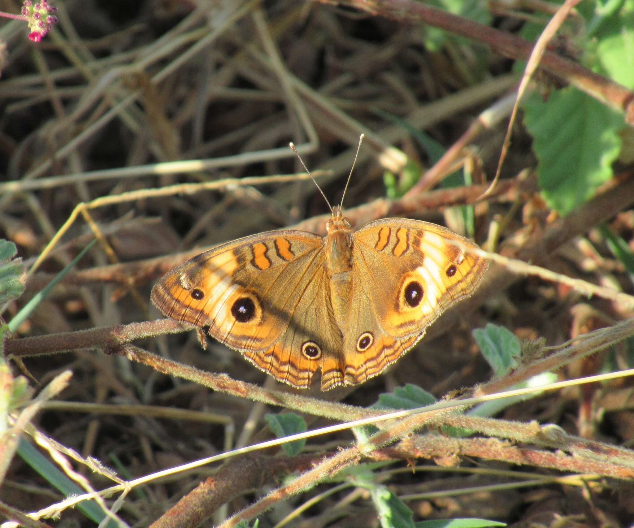 Image of <i>Junonia zonalis</i>