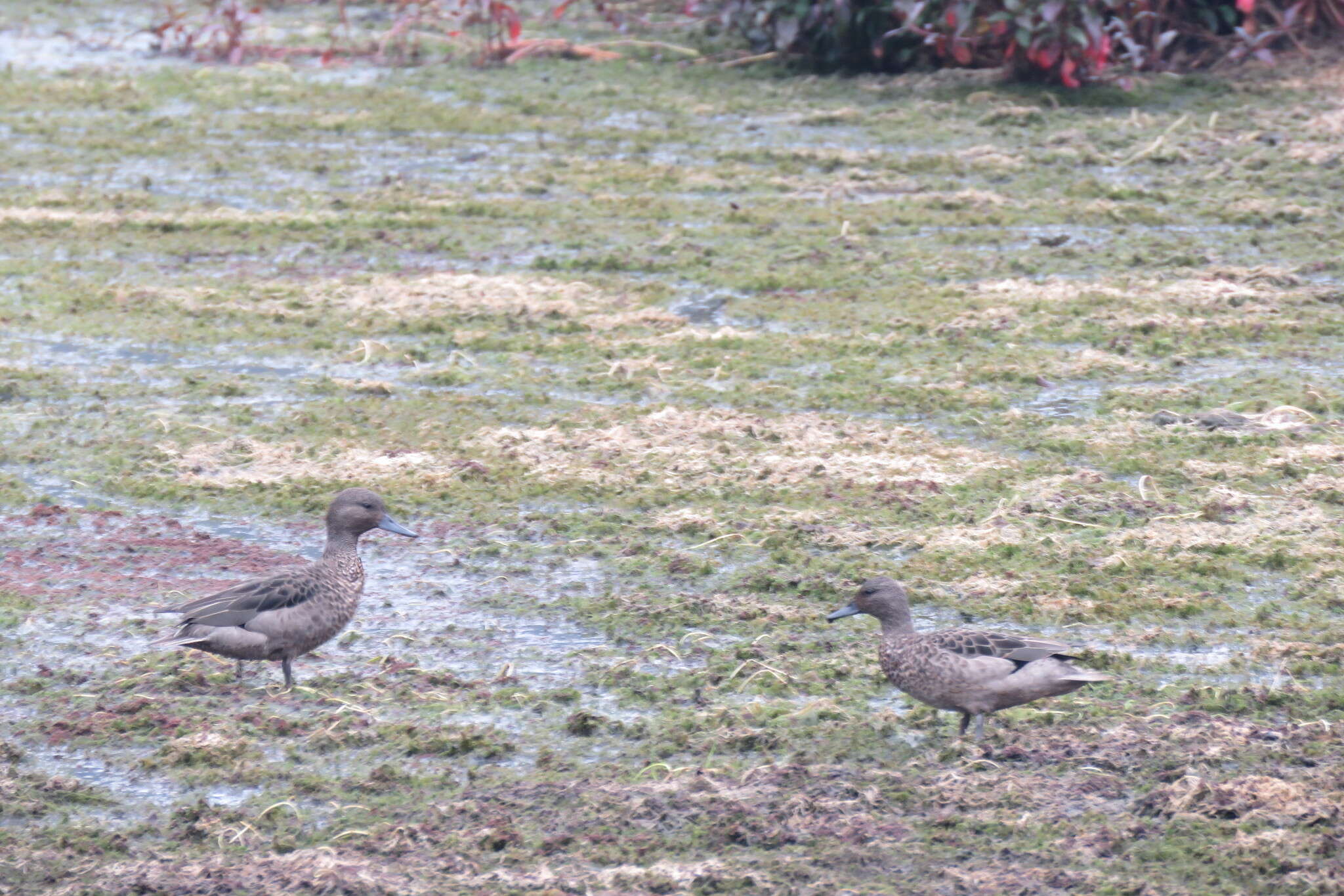 Image of Andean Teal