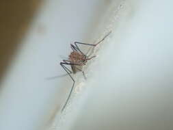 Image of Northern house mosquito