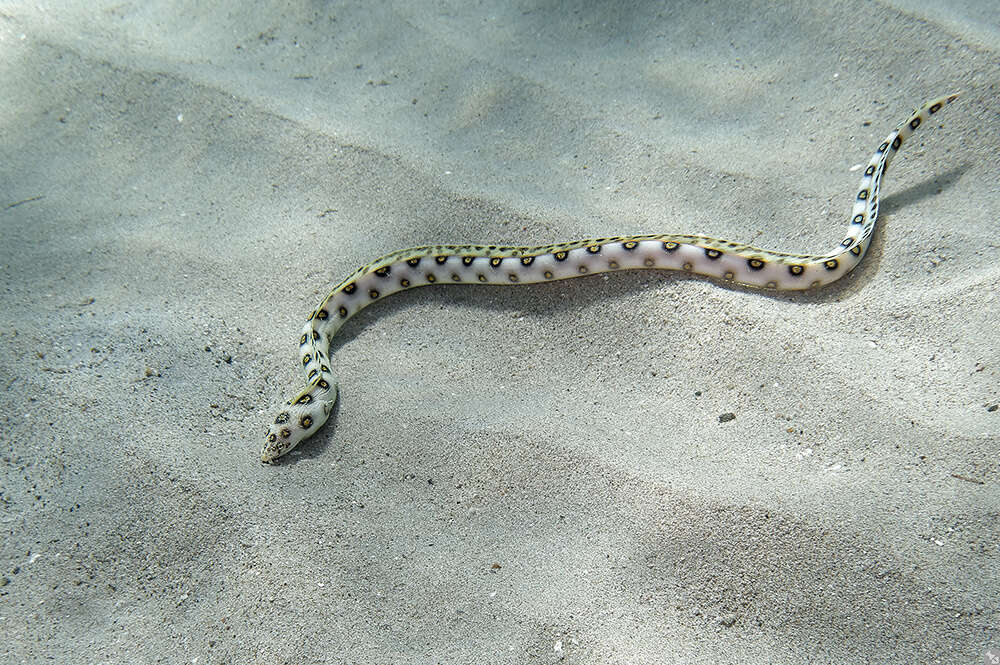 Image of Dark-spotted Snake Eel