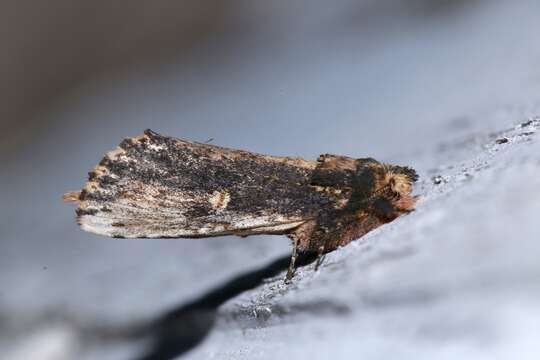 Image of Morning-glory Prominent